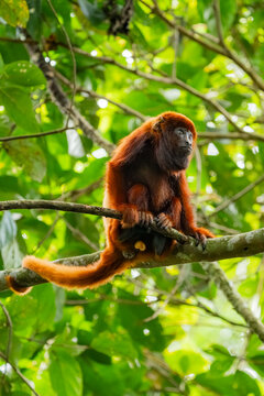 Colombian red howler in Barbas Bremen Reserve