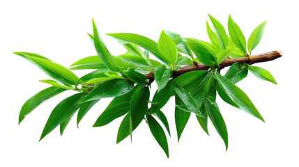Obraz premium Branch of Fresh Leaves: A vibrant close-up captures a branch adorned with fresh, lush green leaves, showcasing nature's delicate design and vitality.