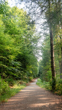 Scenic trail through Irati Forest in Navarra, Spain
