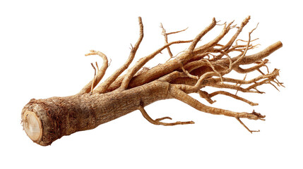 Fototapeta premium Wild Ginseng's Taproot: A close-up view of a wild ginseng root, exhibiting its natural, gnarled form, suggesting its vitality and medicinal properties.