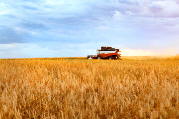 Fototapeta premium Wheat price, combine harvester in wheat field, agricultural subsidies