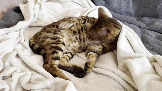 Bengal cat lying in cozy bed and licking itself in winter cold weather, horizontal video