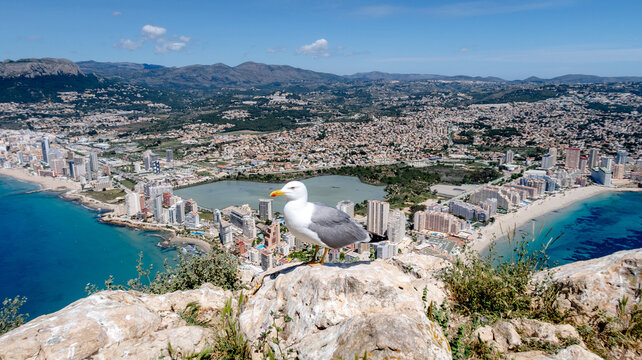 Seagull overlooking calpe from Penon de Ifach viewpoint