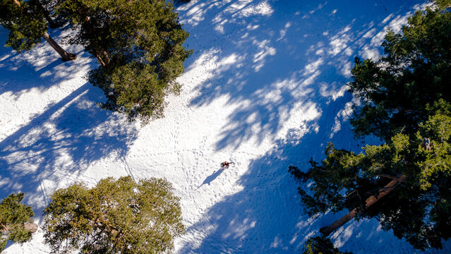 Aerial top view of snowy forest in Guadarrama