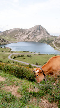 Cow grazing at the Lakes of Covadonga, Lake Enol view