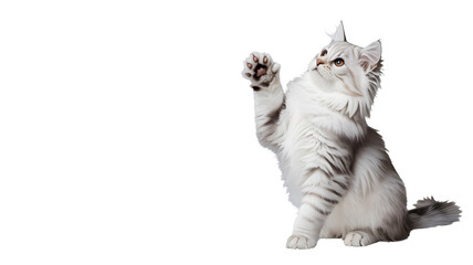 A beautiful fluffy white cat with elegant fur is sitting playfully looking up with one paw raised in a studio setting with bright professional lighting isolated on transparent back