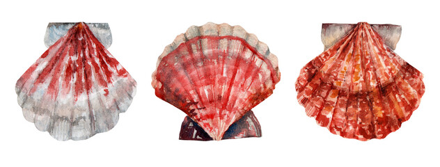 Seashell watercolor set isolated on white background. Marine decorative elements suitable for branding, packaging, stationery, textile, restaurant identity and coastal business design. © _Julia_red