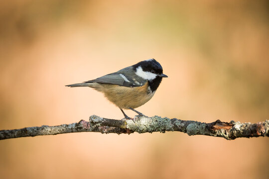 Crested tit perched gracefully on a mossy branch