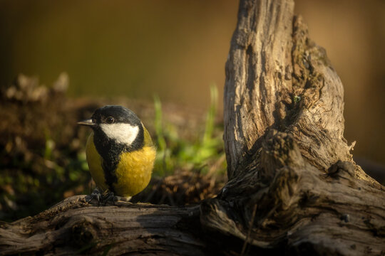 Great tit resting on a weathered log in the forest