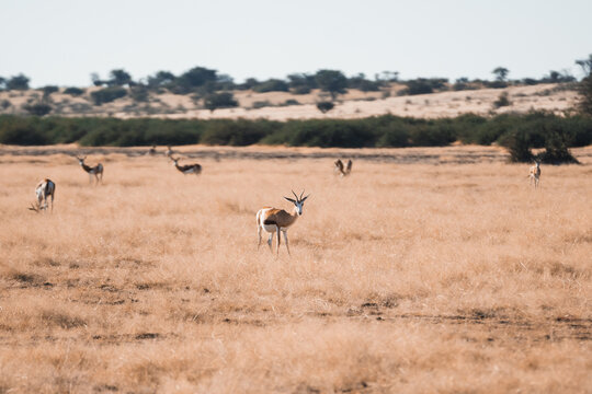 Elegant springboks in the vast Kalahari Desert landscape