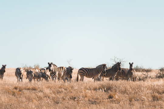 Zebras grazing in the African desert landscape