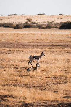 Graceful springboks in the vast African desert scenery