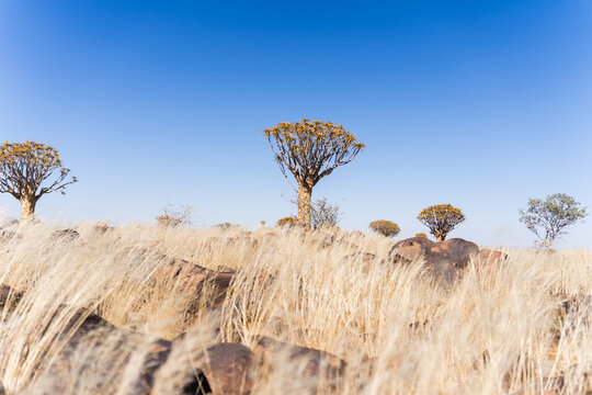 Quiver trees in Kalahari Desert landscape