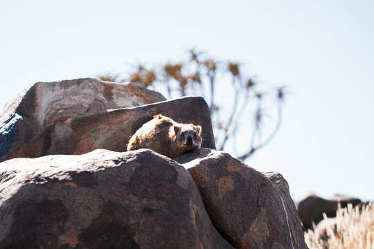 Rock hyrax basking in the sun in a desert landscape