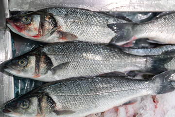 Fototapeta premium Fresh lavrak sea bass displayed crushed ice Netherlands street seafood market in chilled stall. Coastal marine catch highlights freshness premium quality natural ingredient for mediterranean cuisine