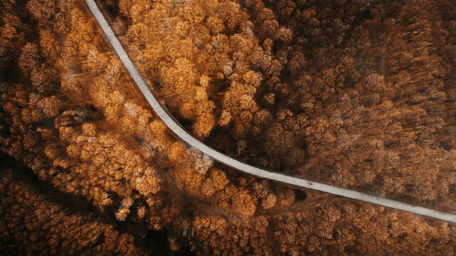 Aerial view of a solitary road cuts a pale swathe through the dense, amber forest, a stark contrast of nature's palette, Novi Sad, Serbia.