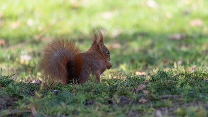 Fototapeta premium Squirrel sitting in the gras in Winter searching for food in Duesseldorf Germany. High quality photo
