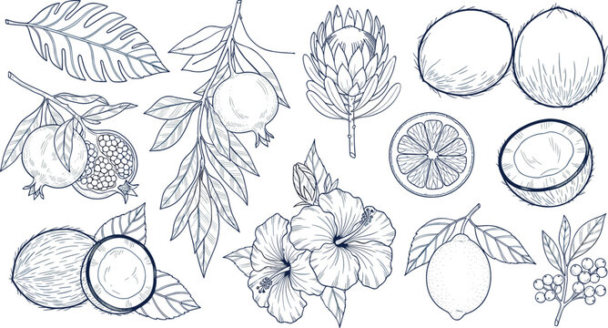 Hand drawn botanical fruit and flower vector set with coconut citrus pomegranate and floral elements, vintage engraved line art for packaging, branding, and nature designs