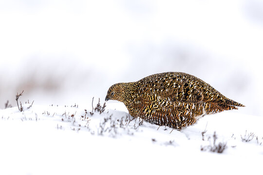 Red Grouse hen, Scientific name: Lagopus Lagopus scotica. Close up of a Red Grouse hen pecking at heather through deep snow in February.  Swaledale, Yorkshire Dales.  Copy space, horizontal.
