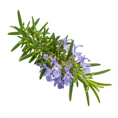 A close-up view of a rosemary sprig with delicate purple flowers.