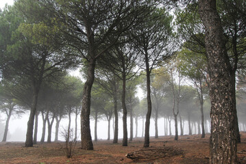 Foggy pine forest © KoshMara