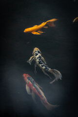 Colorful koi carp in a pond in the Imperial Gardens © KoshMara