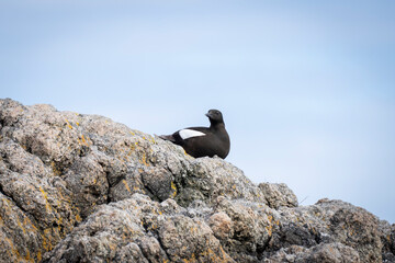A bird resting on a rock © KoshMara