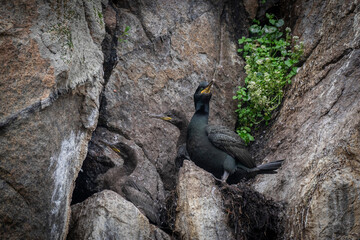 Cormorant with young in a rock nest