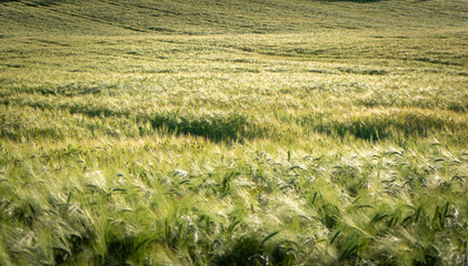 Fields of grains © KoshMara