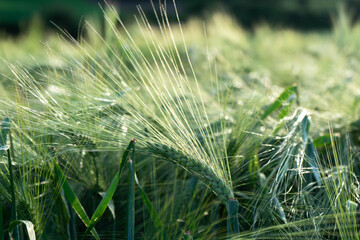 Green ear of grains © KoshMara