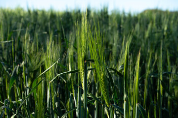 Ripening ears of grains © KoshMara
