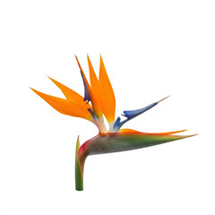 A close-up view of a vibrant bird of paradise flower in full bloom