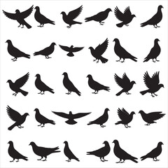 Obraz premium Pigeon Silhouette Clipart