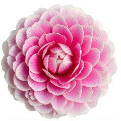 A vibrant pink flower with multiple delicate layers of petals in full bloom