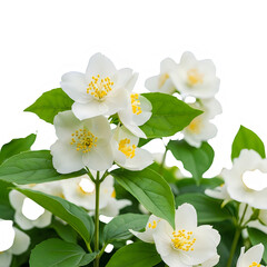 A cluster of white flowers with green leaves against a white background