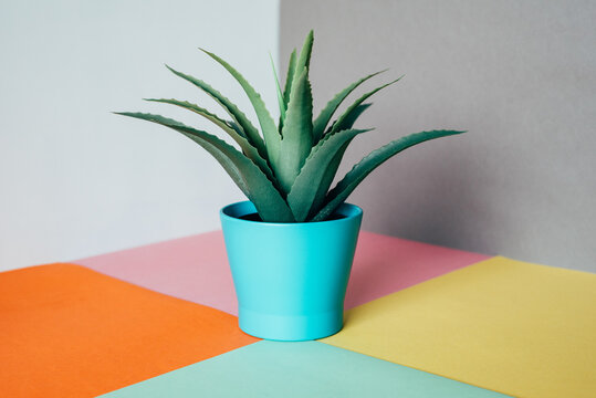 Succulent in a colorful setting with vibrant background