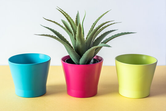 Colorful pots with plants on a pastel background
