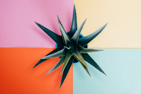 Aloe plant top view on colorful background