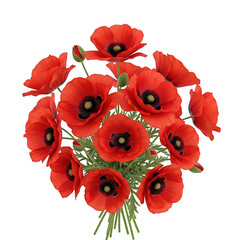 A vibrant bouquet of red poppies in full bloom against a white background