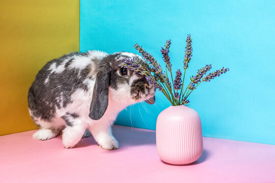 Curious rabbit with lavender in colorful setting