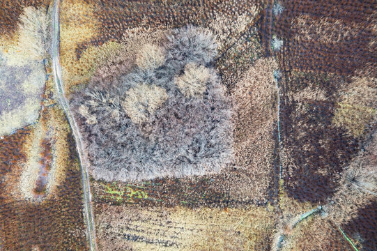 Aerial view of a winter wicker harvesting field
