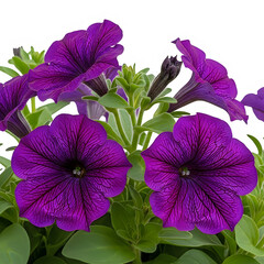 A vibrant display of purple petunia flowers in full bloom