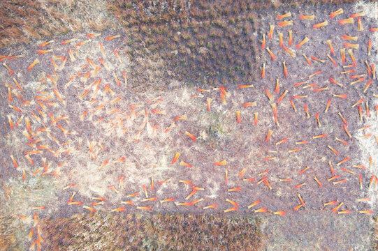 Harvesting wicker bundles in a winter field landscape