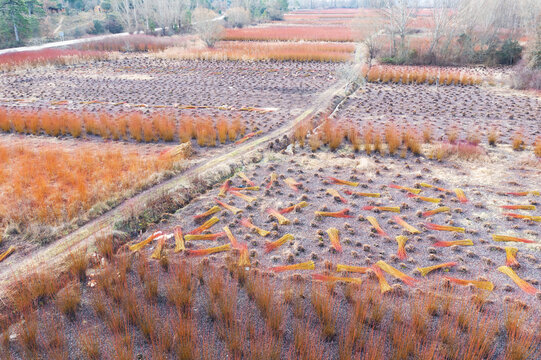 Winter wicker harvest in sprawling rural field