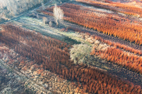 Wicker harvesting field in winter with golden hues