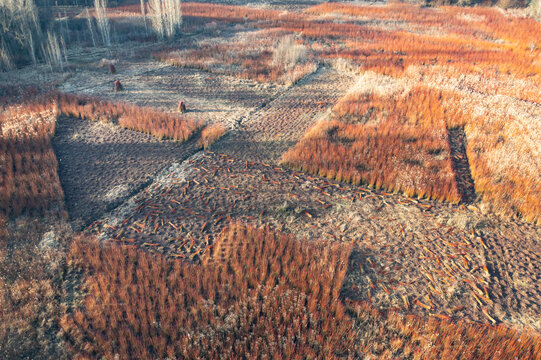 Wicker harvesting in a winter field landscape