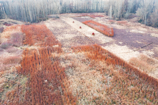 Harvesting wicker in winter field landscape