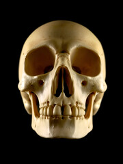 Fototapeta premium The human skull is a bony structure, the head in the skeleton, which supports the structures of the face and forms a cavity for the brain.