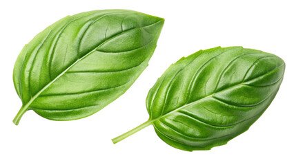 Two fresh green basil leaves isolated on transparent background © hmdahsan952