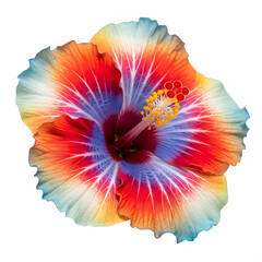 A vibrant and colorful abstract flower with a mesmerizing center and soft petals.